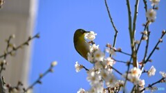 街中のウメジロー～ⅱ