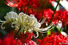 神無月の彼岸花～ⅴ