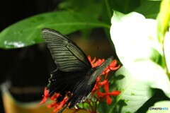 晩夏の生物園～⑭