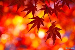 紅彩