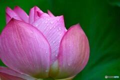 雨中の大賀蓮～Ⅴ