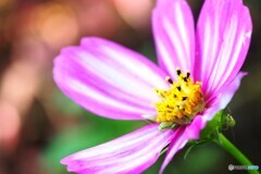 秋桜と虫
