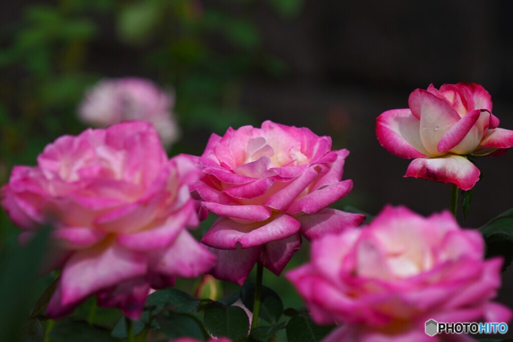 秋の旧古川庭園～ⅸ