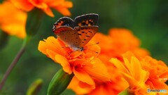 オレンジ色と紅