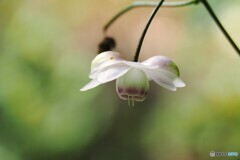 山の森の妖精
