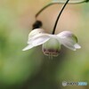 山の森の妖精