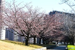 弥生の桜～xxiii