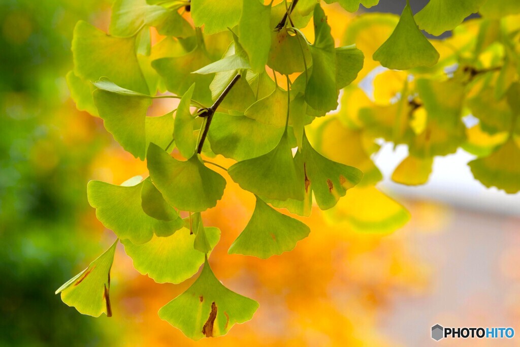 銀杏のグラデーション