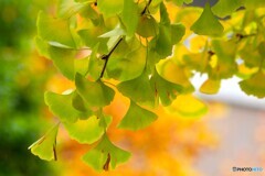 銀杏のグラデーション