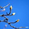 新芽