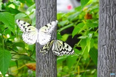 夏休み中の生物園～ⅶ