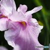 堀切菖蒲園２０２５～xix