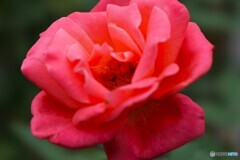 旧古川庭園の秋薔薇～ⅲ