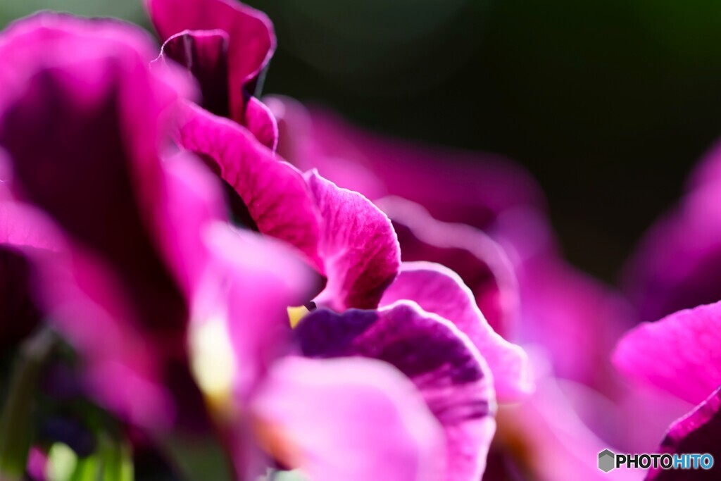 早春の花達～①