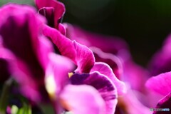 早春の花達～①