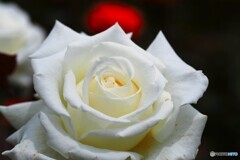 春薔薇の旧古河庭園～ⅳ