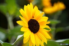 残花で待ち伏せ