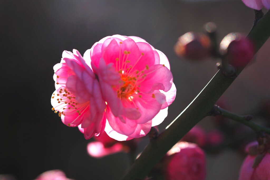 春への階段～ⅸ