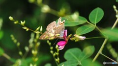 向島百花園～ⅳ