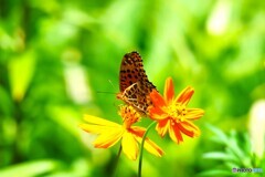 黄花と蝶