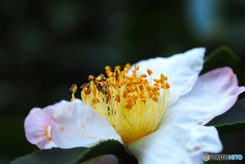 向島百花園～ⅱ