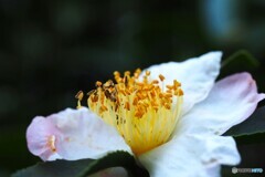 向島百花園～ⅱ