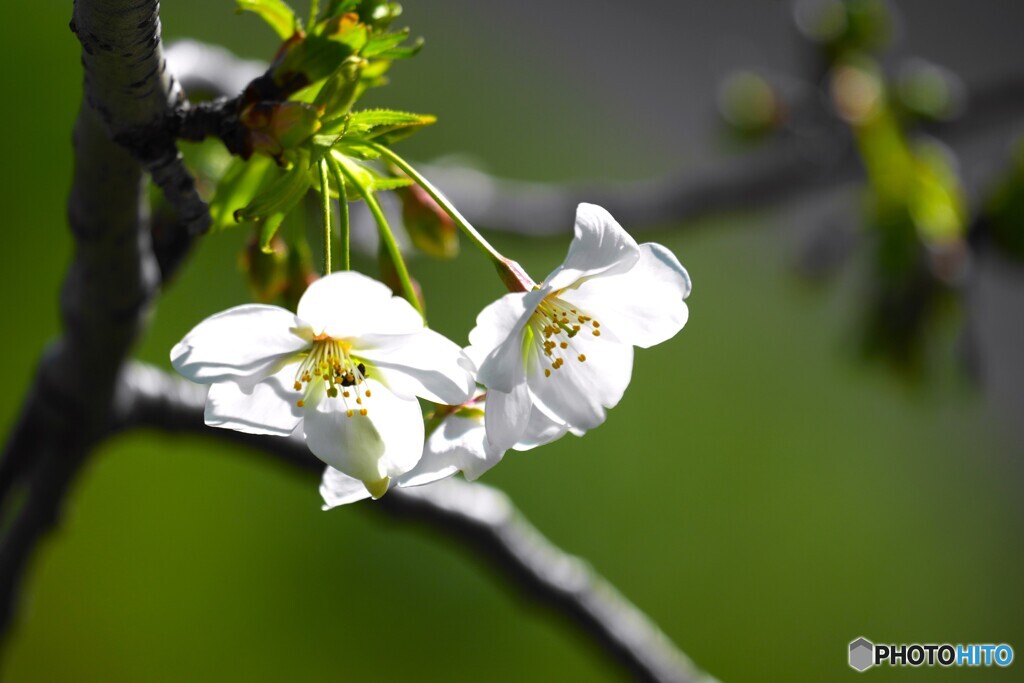 親桜～ⅱ