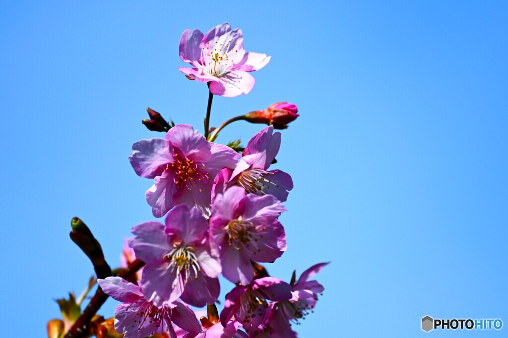 如月の桜～xiii