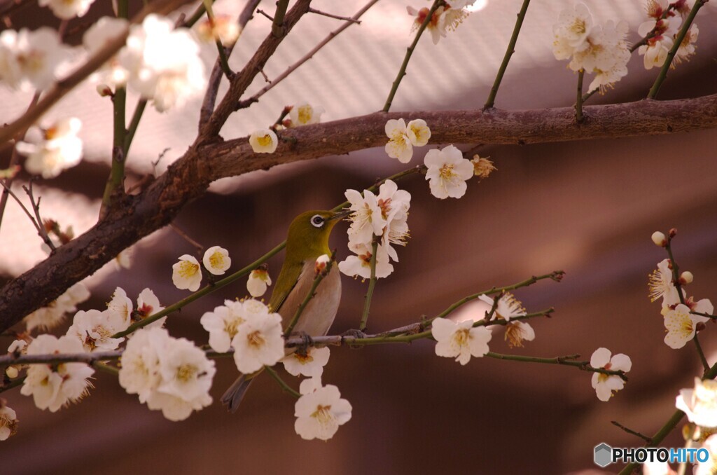 白梅にチュー