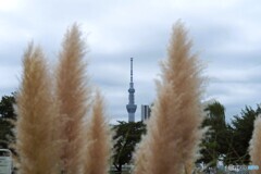 パンパスグラスの狭間から