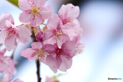 今年も感謝の河津桜～ⅱ