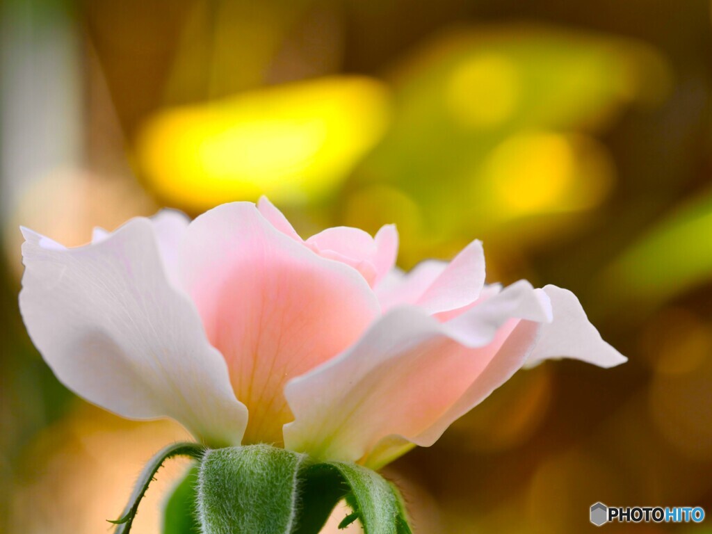 花巻温泉薔薇園ローズ