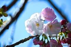 汐入八重紫～ⅳ