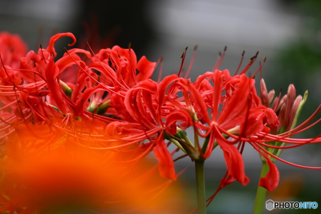 曼珠沙華.