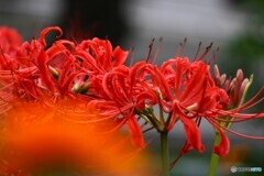 曼珠沙華.