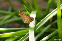 ベランダにセセリチョウ