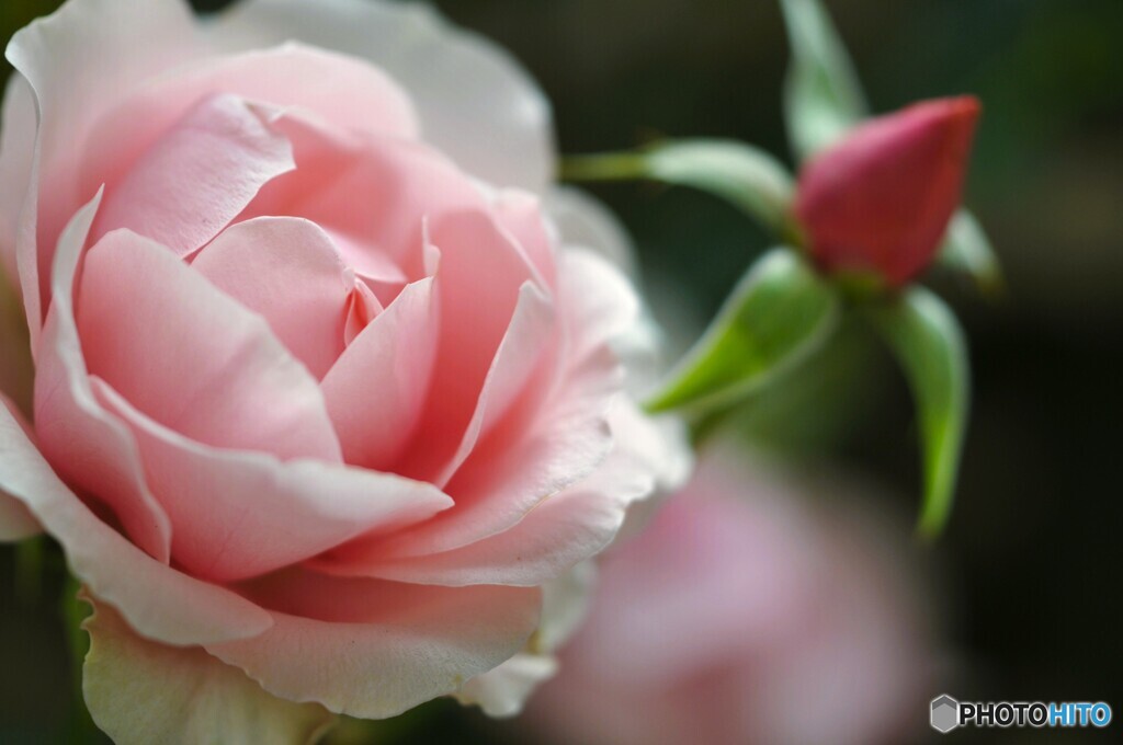 ＷＩＮＴＥＲ・ＲＯＳＥ～Ⅱ