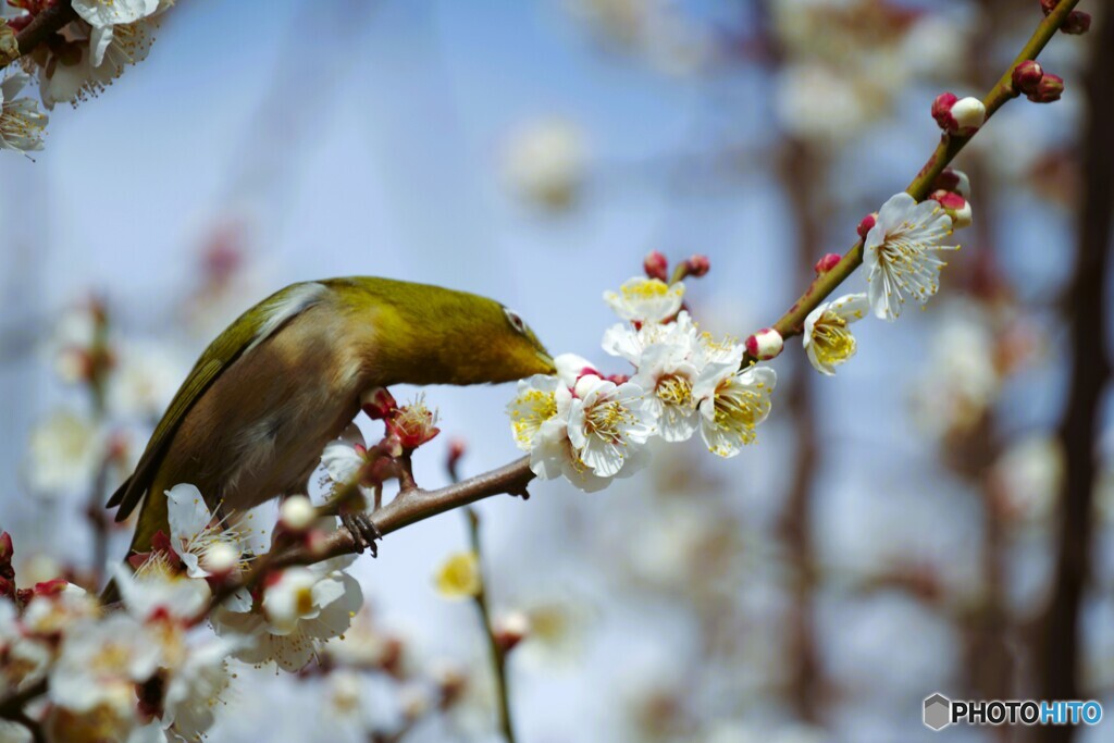 ウメジロー尽くし～③