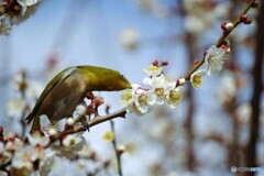 ウメジロー尽くし～③