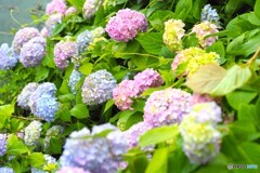 梅雨時の華～ⅷ