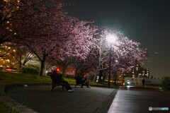 汐入夜桜～ⅴ