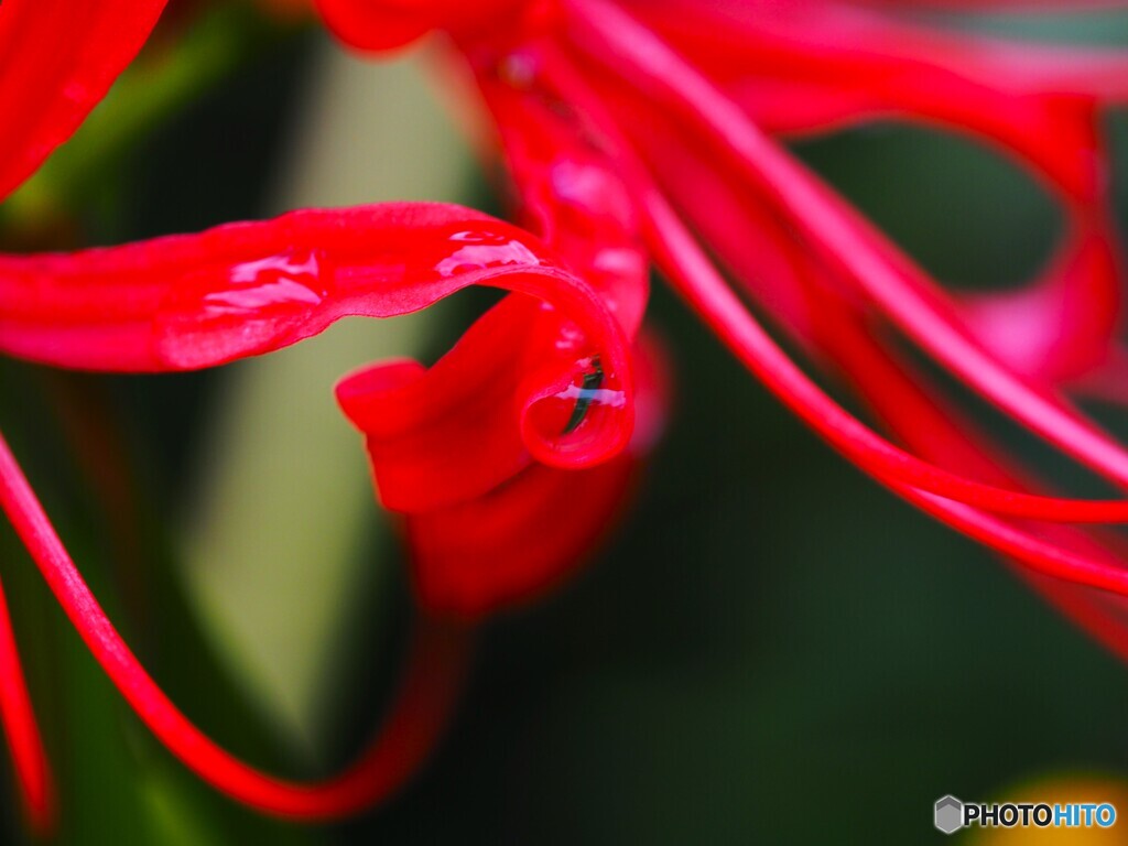 曼珠沙華～ⅴ