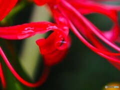 曼珠沙華～ⅴ