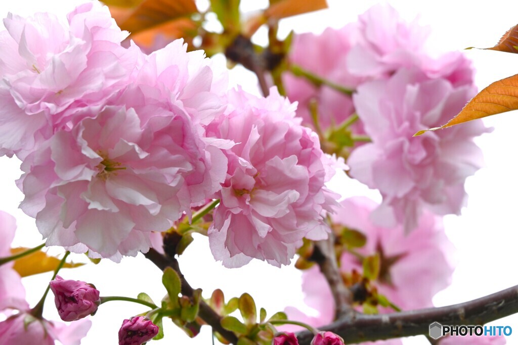 卯月の桜～xvii
