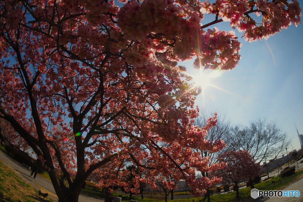 魚眼で撮る河津桜