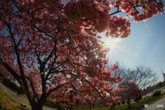 魚眼で撮る河津桜