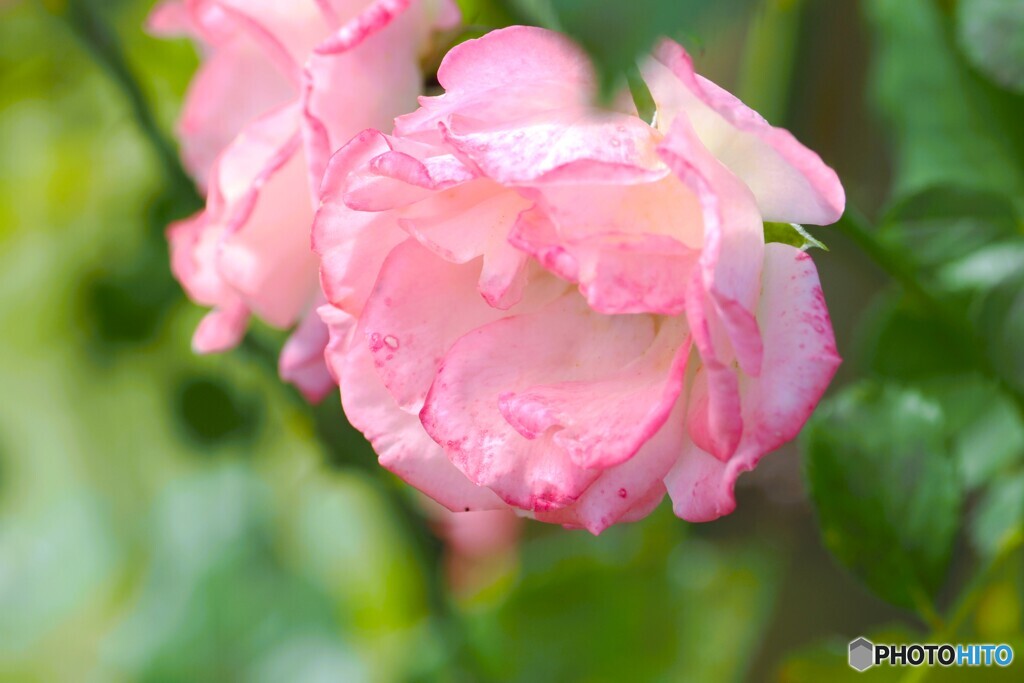 アンデルセン公園～xiv