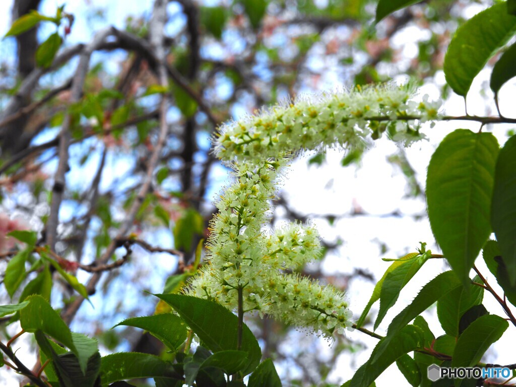 これも桜です。