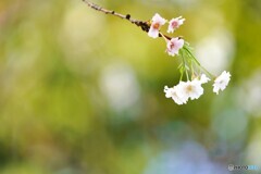 十月桜