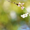 十月桜